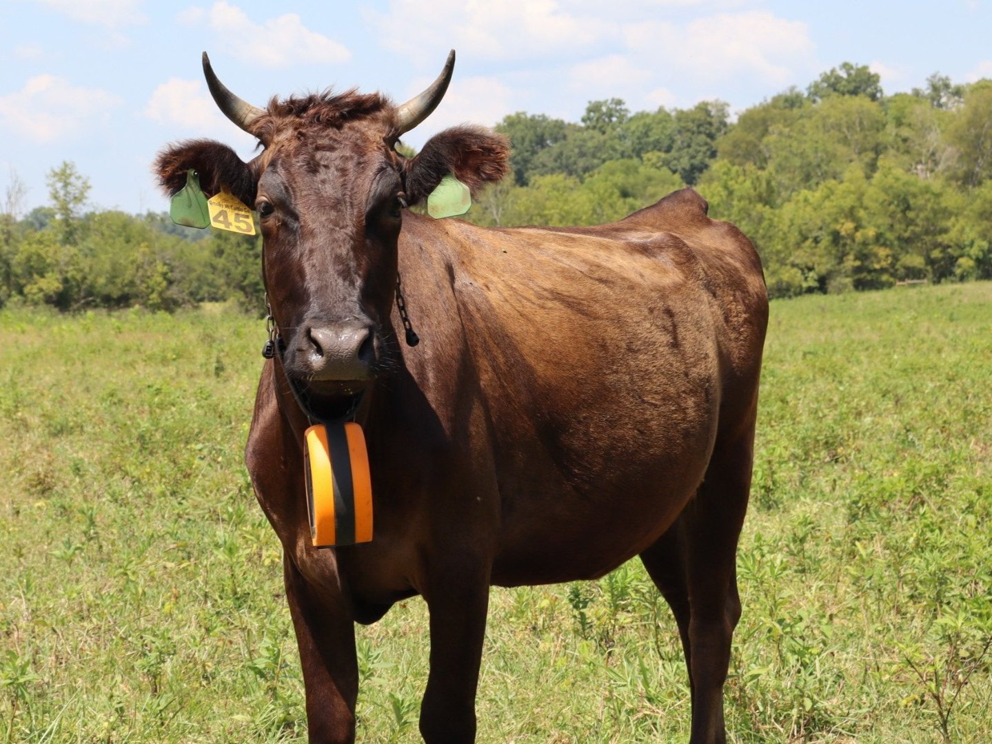 Brown cow standing in a green field with a bright orange ear tag and a green identification tag on its ear, showcasing rural livestock farming.