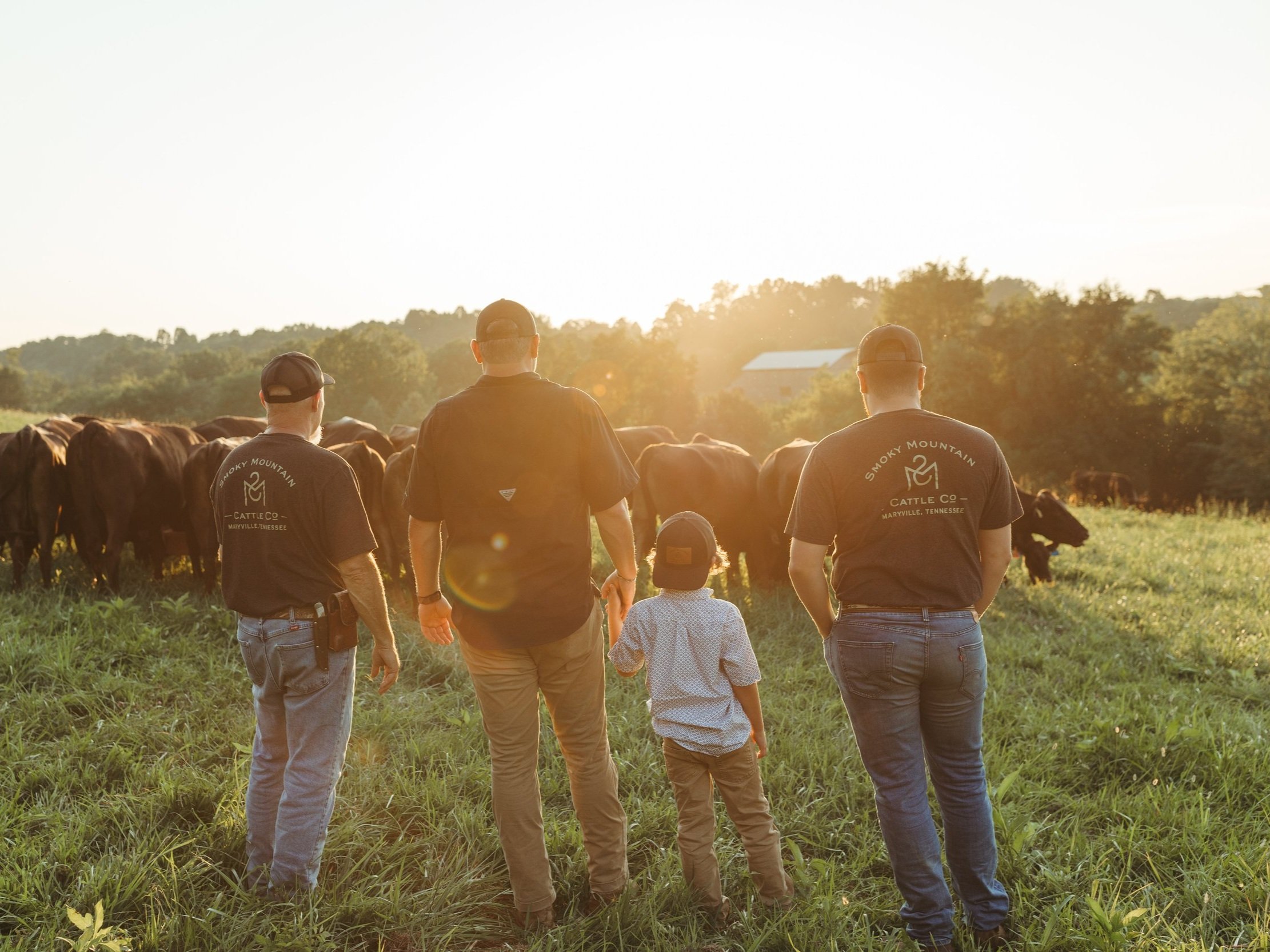 Three individuals, including a child, observe cattle grazing in a lush field during sunset. They wear matching branded shirts from Smoky Mountain Cattle Co., emphasizing a family farming tradition in Maryville, Tennessee. The warm sunlight highlights the serene rural landscape.